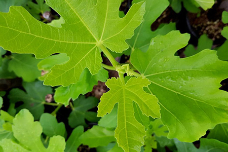 Celebrating At Home - 33rd Sunday of Ordinary Time